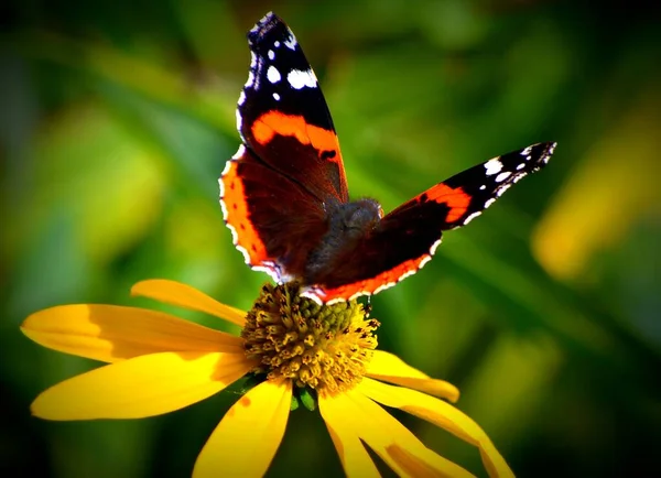 Vanessa Atalanta Pillangó Egy Virágon — Stock Fotó