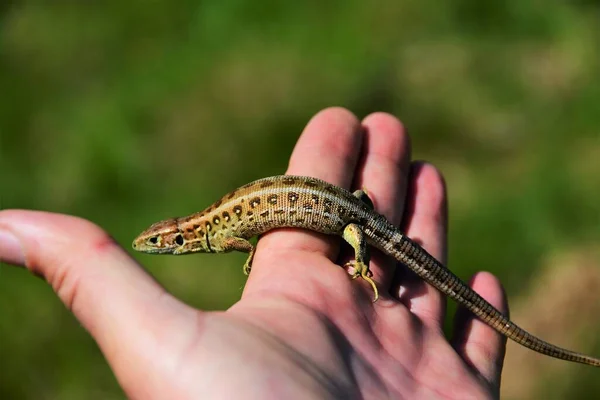 Lagarto Nas Mãos Uma Pessoa Ambiente Natural — Fotografia de Stock