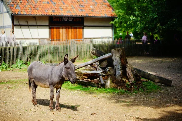 Kerkrade Niederlande August 2019 Grauer Esel Hinter Einem Zaun Zoo — Stockfoto