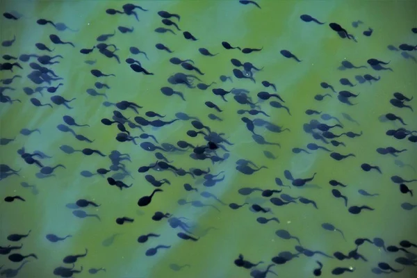 Many Tadpoles Swim Water — Stock Photo, Image