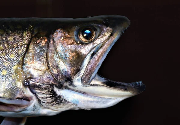 Kuzey Turna Balığının Karanlık Bir Arka Planda Izole Edilmiş Yakın — Stok fotoğraf