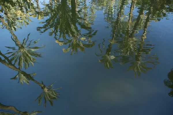 Reflet Des Arbres Sur Eau — Photo