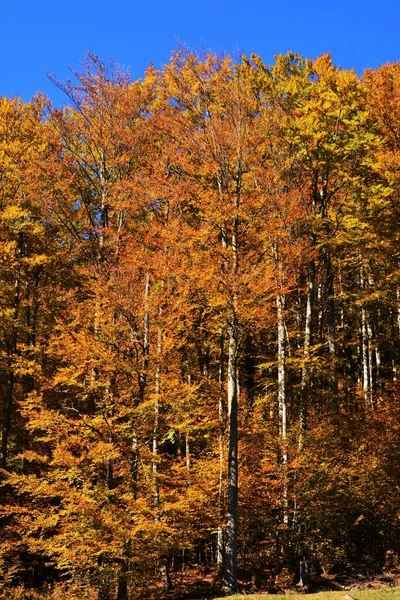 Ein Wald Mit Orangenbäumen Herbst — Stockfoto