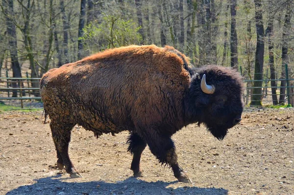 Tiro Bisonte Caminha Natureza Reserva — Fotografia de Stock