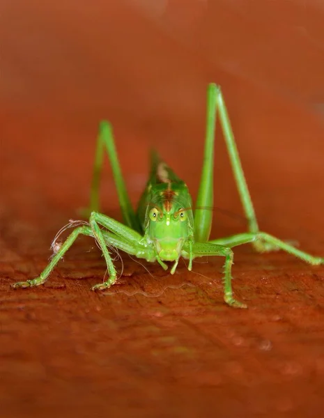 Ein Grünes Tettigonia Viridissima Insekt Nahaufnahme — Stockfoto