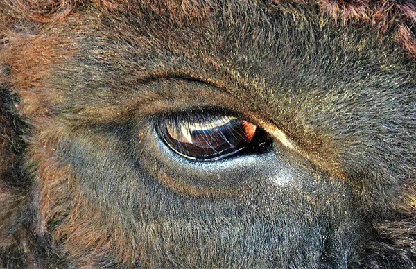 光を反射するバイソンの美しい目のクローズアップ — ストック写真
