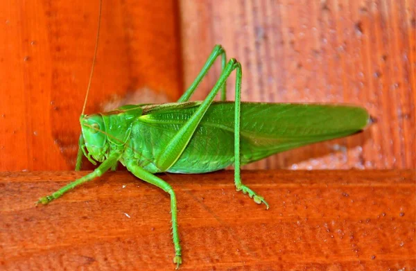 Insecto Verde Tettigonia Viridissima Primer Plano —  Fotos de Stock