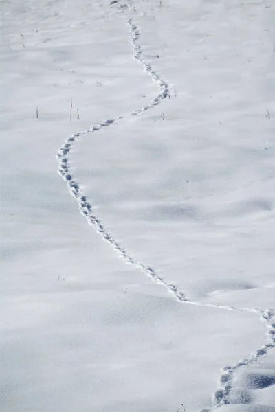 Pionowe Ujęcie Wysokiego Kąta Szlaku Zwierzęcego Pokrytej Śniegiem Ziemi — Zdjęcie stockowe