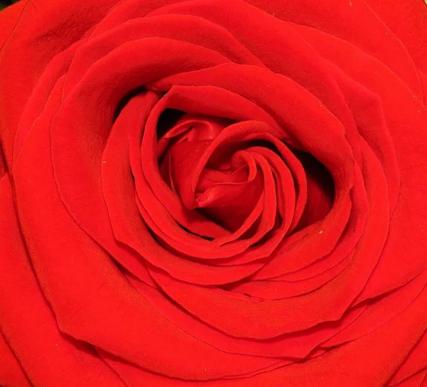 Zbliżenie Ujęcie Pięknej Kwitnącej Czerwonej Róży — Zdjęcie stockowe