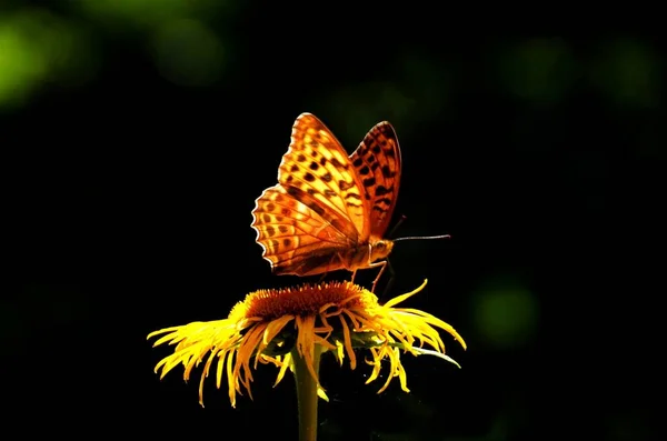 Papillon Fritillaire Reine Espagne Issoria Lathonia Sur Une Fleur — Photo