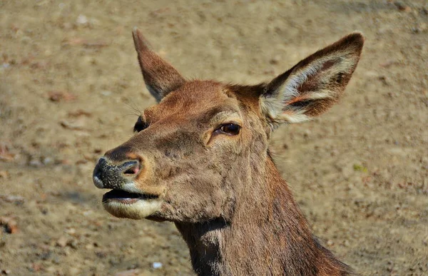 Het Portret Van Een Hert Het Bos — Stockfoto