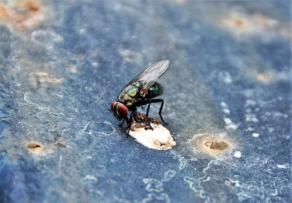 Eine Fliege Setzt Sich Hin Und Frisst Vogelkot — Stockfoto