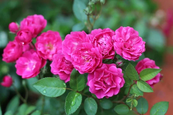 Zbliżenie Obraz Różowych Wiecznie Zielonych Róż Pod Słońcem — Zdjęcie stockowe