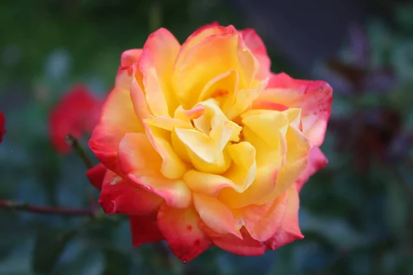 Enfoque Selectivo Una Hermosa Rosa Jardín Amarillo Rosa — Foto de Stock