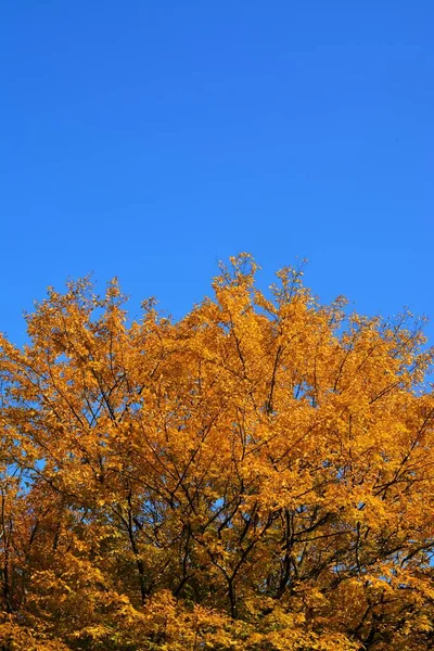 Üzerinde Portakal Yaprakları Mavi Bir Gökyüzü Olan Bir Ağaç — Stok fotoğraf