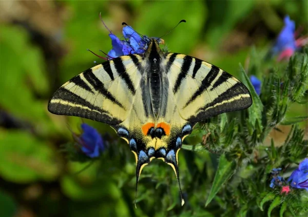 Πεταλούδα Σπάνια Χελιδόνια Iphiclides Podalirius Ένα Λουλούδι — Φωτογραφία Αρχείου