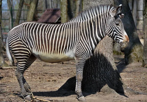 Tiro Close Uma Zebra Lado Árvore — Fotografia de Stock