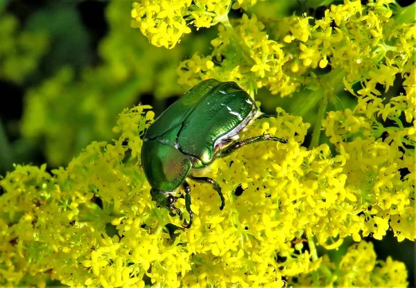 Cetonia Aurata Insecte Sur Une Fleur — Photo