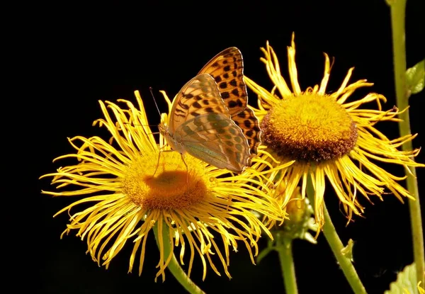 Rainha Espanha Borboleta Fritilária Issoria Lathonia — Fotografia de Stock