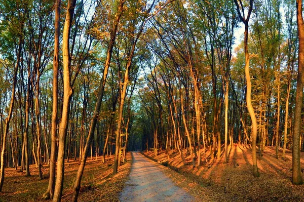 Ein Wald Mit Hohen Bäumen Während Des Sonnenuntergangs — Stockfoto