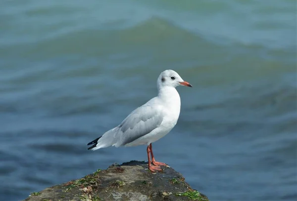 Enfoque Selectivo Gaviota Hartlaub Piedra Playa —  Fotos de Stock