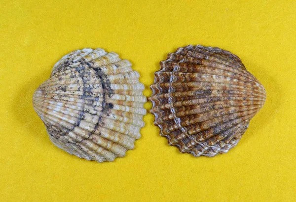 Die Muscheln Isoliert Auf Gelbem Hintergrund — Stockfoto