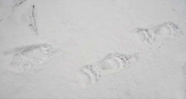 美しい雪に覆われた地面に足跡の高い角度のショット — ストック写真