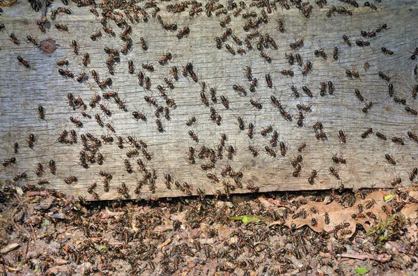 Mnoho Mravenců Tabuli — Stock fotografie