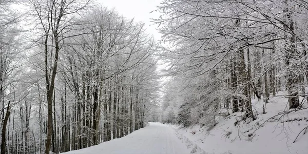 Ett Vackert Vinterlandskap Skogen Med Höga Barrträd — Stockfoto