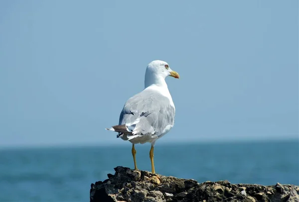 Selektiv Fokusbild Vitmås Stranden — Stockfoto