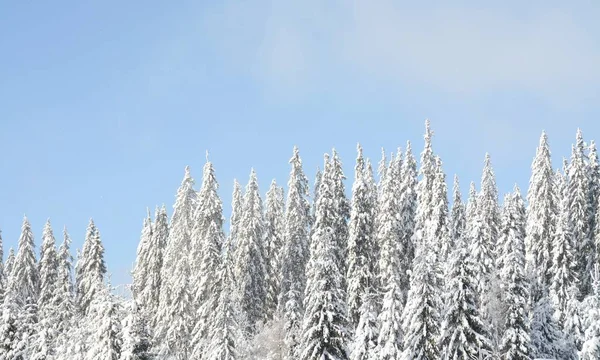 Låg Vinkel Skott Vackra Snötäckta Tallar Ett Fält Fångas Kall — Stockfoto