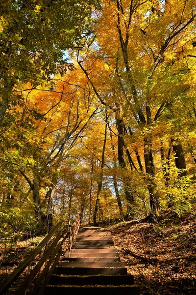 Colpo Verticale Vicolo Nella Foresta Autunnale Una Giornata Sole — Foto Stock