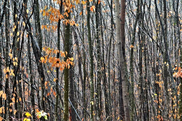 青い空の下で森の中の背の高い木の美しいショット — ストック写真