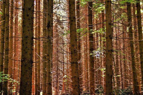 Стовбури Дерев Ялинковому Лісі — стокове фото