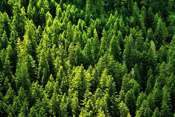 Eine Luftaufnahme Von Immergrünen Tannen Sonnenlicht — Stockfoto