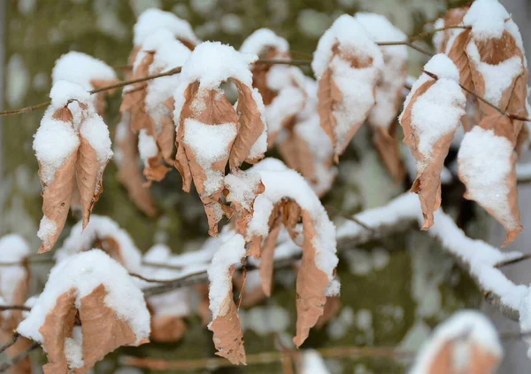 Eine Nahaufnahme Von Trockenen Blättern Den Schneebedeckten Bäumen — Stockfoto