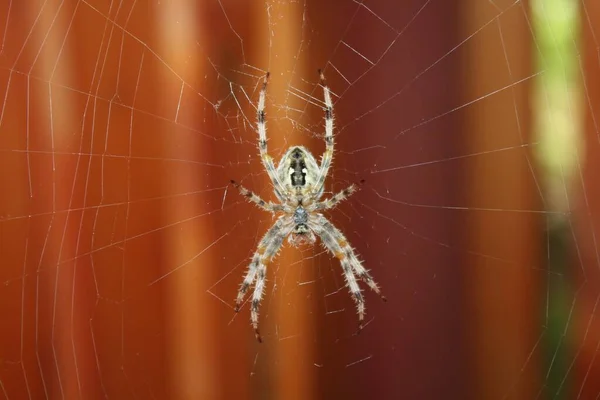 Detailní Záběr Evropského Zahradního Pavouka Jeho Pavučině — Stock fotografie