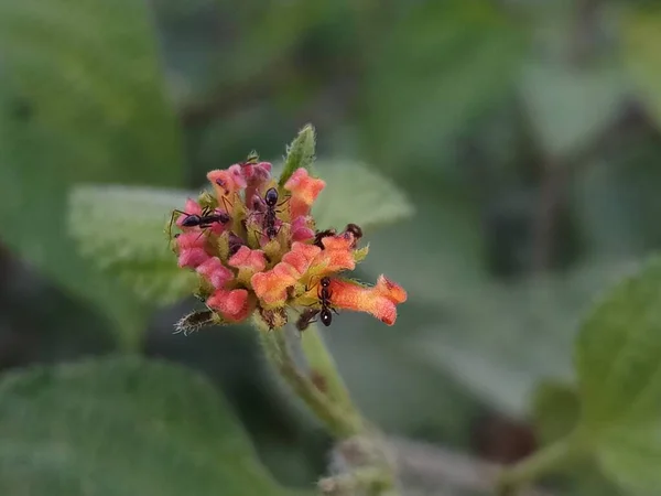 Měkké Zaměření Mravenců Hromadu Oranžových Květin — Stock fotografie