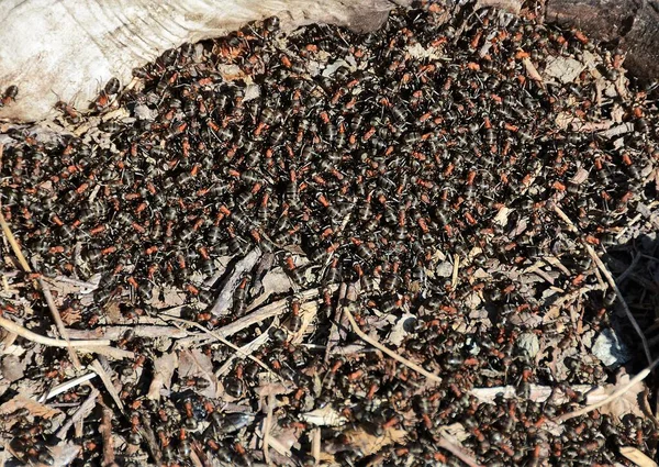 Kolonii Mrówek Ziemi — Zdjęcie stockowe