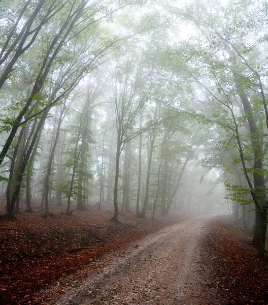 Caminho Cascalho Passando Pelas Belas Árvores Capturadas Uma Floresta Nebulosa — Fotografia de Stock