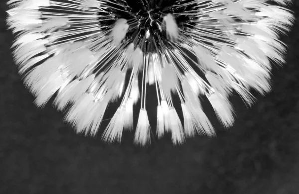 Greyscale Closeup Shot Dandelion Petals Black Background — Stock Photo, Image