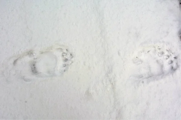 雪の上にクマのトラックの高角度のクローズアップショット — ストック写真