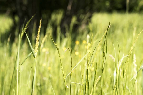 Disparo Cierre Hierba Verde Las Plantas Que Crecen Campo — Foto de Stock