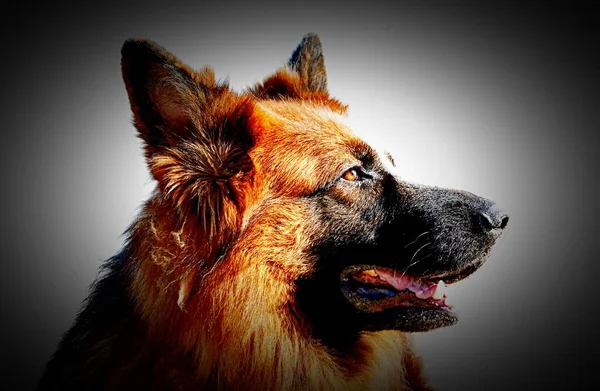Closeup Side Profile German Shepherd — Stock Photo, Image
