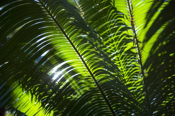 Zbliżenie Ujęcie Zielonych Tropikalnych Roślin Pod Słońcem — Zdjęcie stockowe