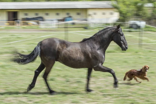 Schöne Aufnahme Eines Pferdes Das Mit Einem Hund Auf Der — Stockfoto
