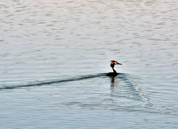 Gros Plan Podiceps Cristatus Nageant Sur Lac — Photo