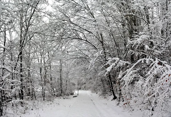 Une Route Travers Une Forêt Couverte Neige Hiver — Photo