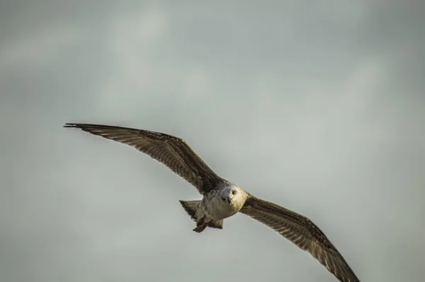 Gros Plan Faucon Volant Sur Fond Ciel Brumeux — Photo