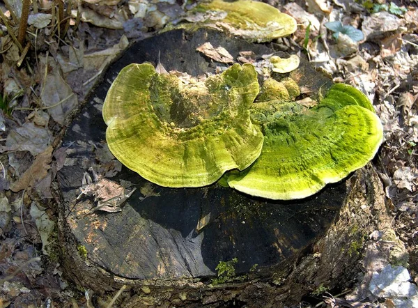 그루터기 위에서 버섯을 가까이서 — 스톡 사진